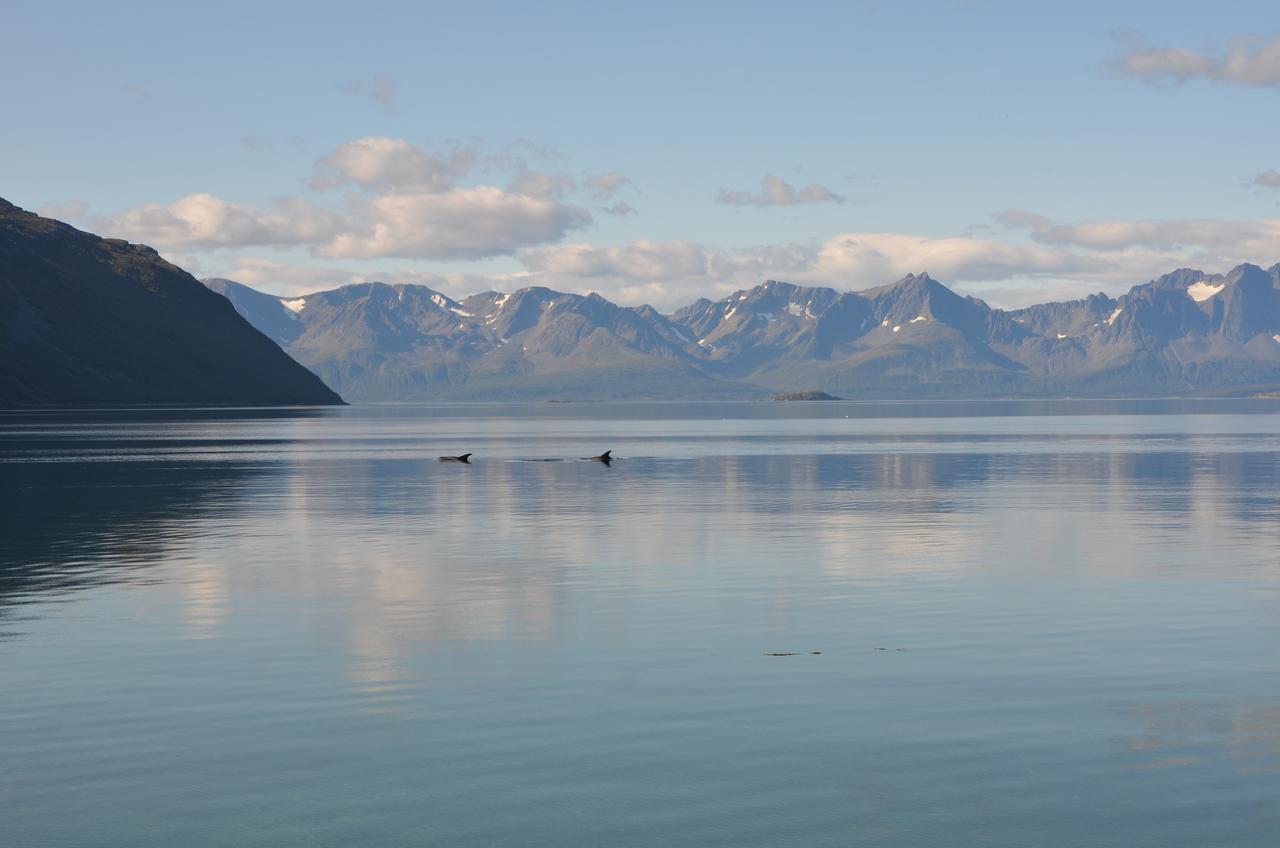 Arctic Fjordcamp Hotel Burfjord Exterior photo